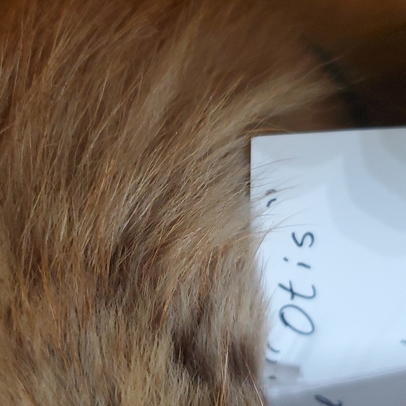 💥SOLD💥Large Authentic Mink Collar - Picture 13 of 14